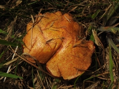 Chalciporus