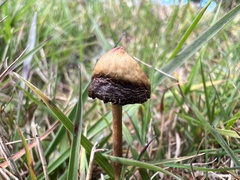 Psilocybe semilanceata