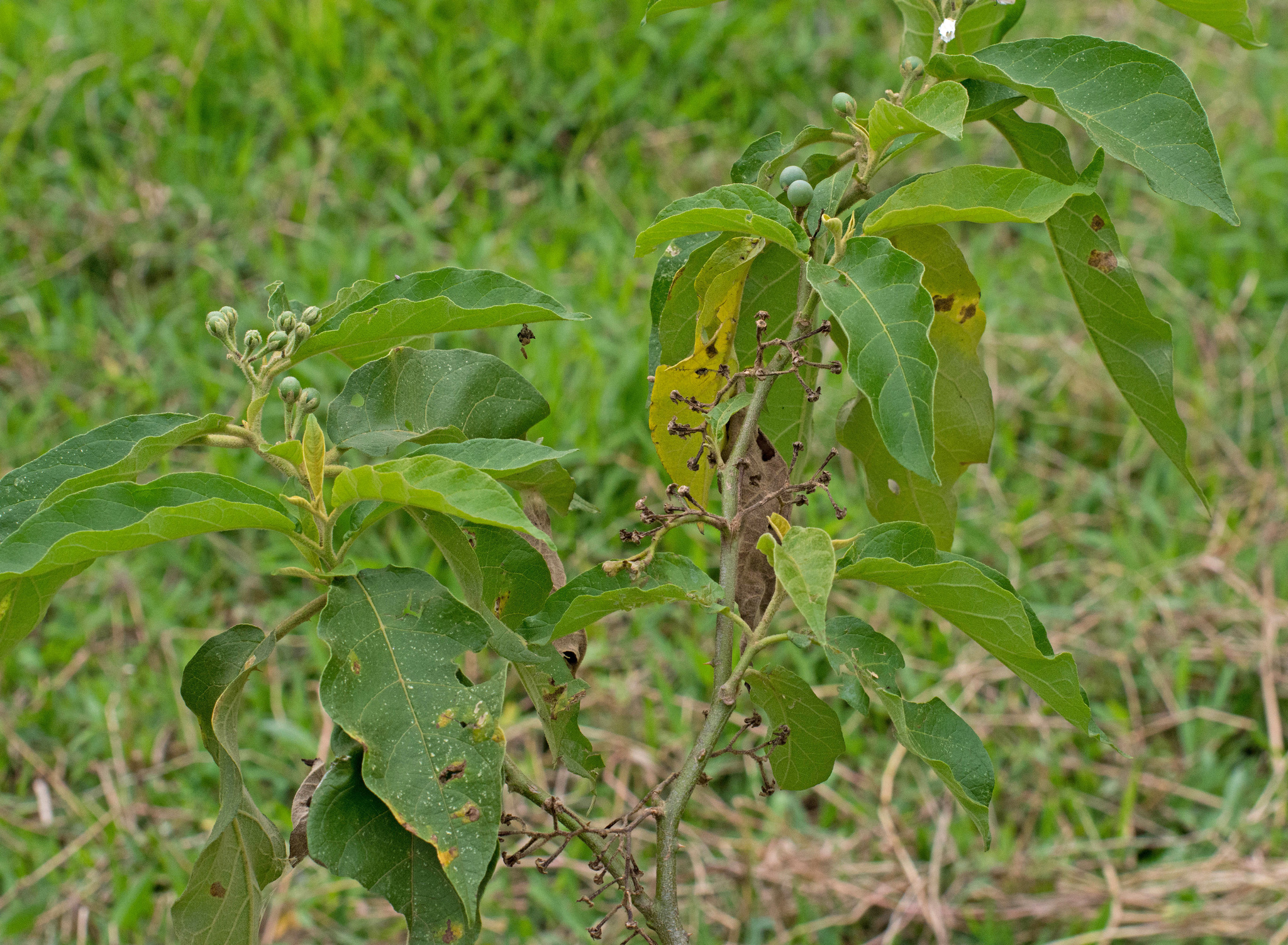 Imagem de Tomatinho-do-mato