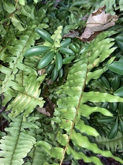 Nephrolepis cordifolia