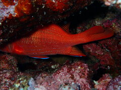 Sargocentron spiniferum