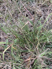 Eleusininae