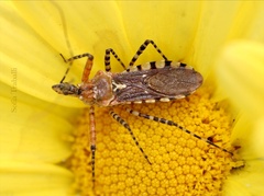 Cosmoclopius nigroannulatus