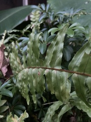 Nephrolepis cordifolia