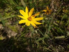 Aspilia montevidensis