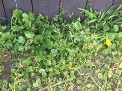 Hydrocotyle umbellata