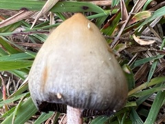 Psilocybe semilanceata