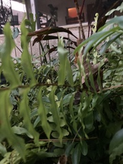 Nephrolepis cordifolia