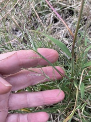 Eleusininae