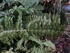 Nephrolepis cordifolia