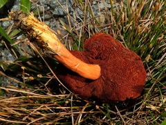 Chalciporus