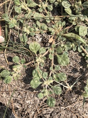 Glinus lotoides