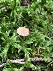 Pholiotina rugosa