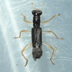 Isohydnocera
