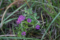 Polygala mariana