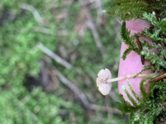 Pholiotina rugosa