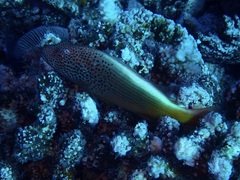 Paracirrhites forsteri