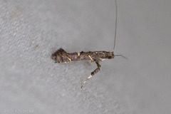 Caloptilia triadicae