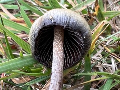 Psilocybe semilanceata
