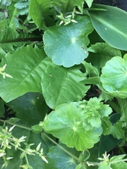 Hydrocotyle umbellata