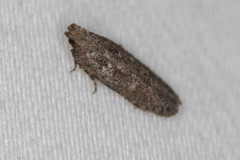 Hypatima