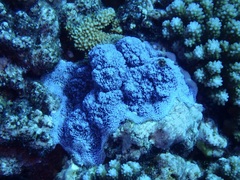 Montipora