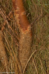 Fraxinus americana