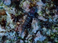 Gobiidae