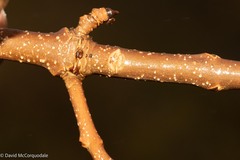 Fraxinus americana