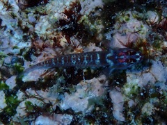 Gobiidae