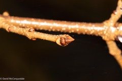 Fraxinus americana