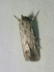 Catabenoides
