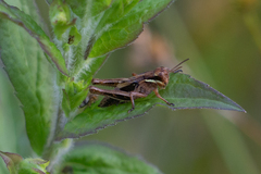 Melanoplus borealis