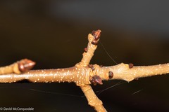 Fraxinus americana