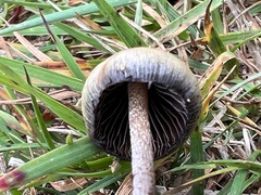 Psilocybe semilanceata