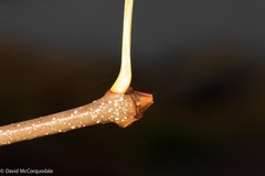 Fraxinus americana