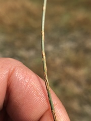 Uromyces junci-effusi