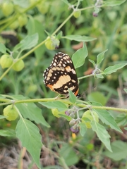 Chlosyne lacinia adjutrix