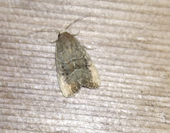 Elaphria fuscimacula