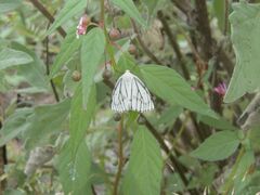 Neuromelia selectata