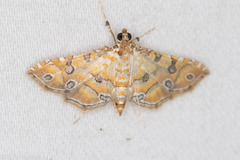 Ommatospila narcaeusalis