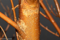 Fraxinus americana