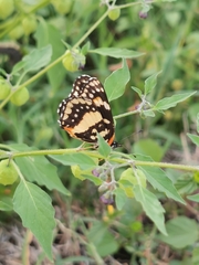 Chlosyne lacinia adjutrix