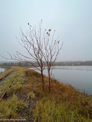 Fraxinus americana