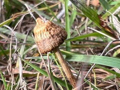 Psilocybe semilanceata