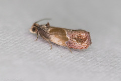 Eumarozia malachitana