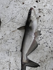 Ictalurus furcatus