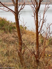 Fraxinus americana