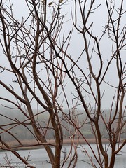 Fraxinus americana