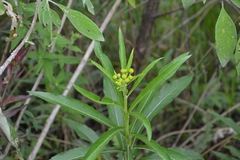 Verbesina virgata